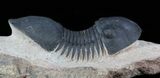 Paralejurus Trilobite - Atchana, Morocco #36409-3